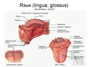 Косточка в языке