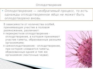 Перекрестное оплодотворение. Вариант нормы?