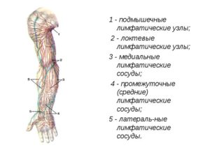 Локтевой лимфоузел?