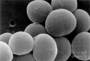 Золотистый стафилококк 10 в 3