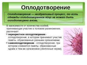 Перекрестное оплодотворение. Вариант нормы?