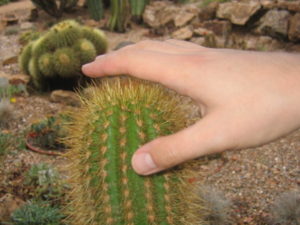 Укололась кактусом