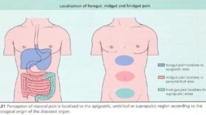 Боли в области желудка при ходьбе