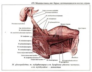 Косточка в языке