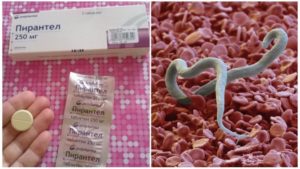 Пирантел на ранних сроках