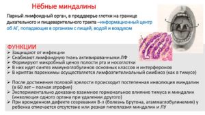 Анализ на функцию небных миндалин