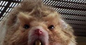 Бешенство от укуса хомяка