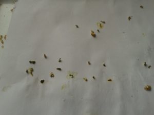 Черные крупинки в кале