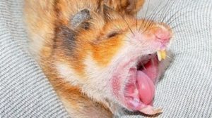 Бешенство от укуса хомяка