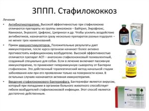 Золотистый стафилококк излечим