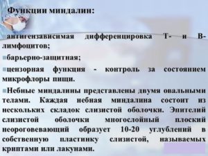 Анализ на функцию небных миндалин