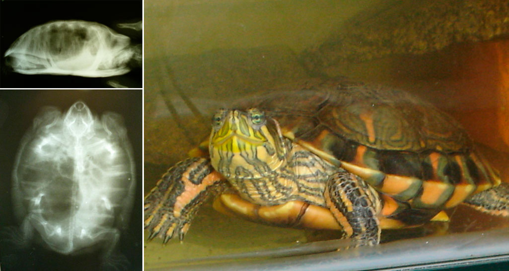 Пневмония у красноухой черепахи Пневмония у красноухих черепах фото