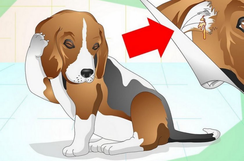 Аллергический отит у собаки Аллергический отит у собаки