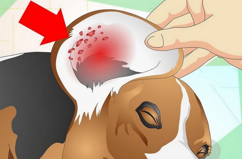 Аллергия у собаки Аллергия у собаки