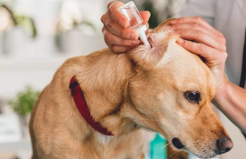 Закапывание ушей собаке Закапывание ушей собаке