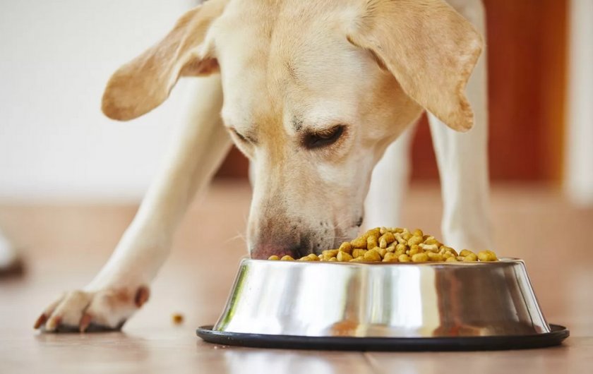 Питание собаки Питание собаки