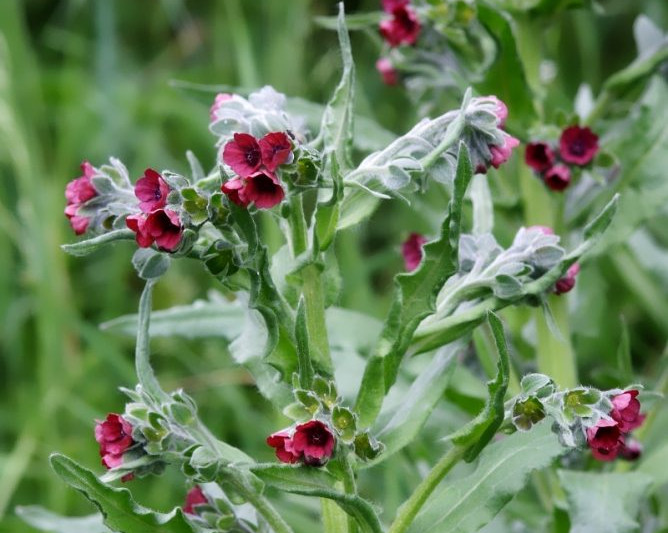 Чернокорень лекарственный