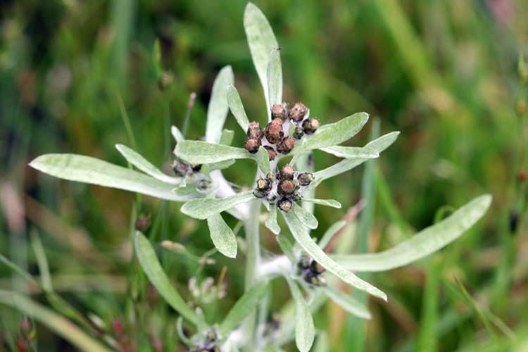 Сушеница топяная соцветие