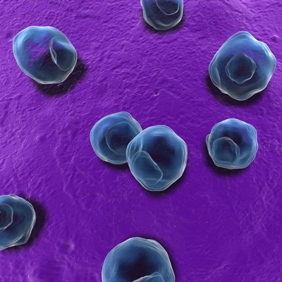 Хламидия пневмония и бронхиальная астма