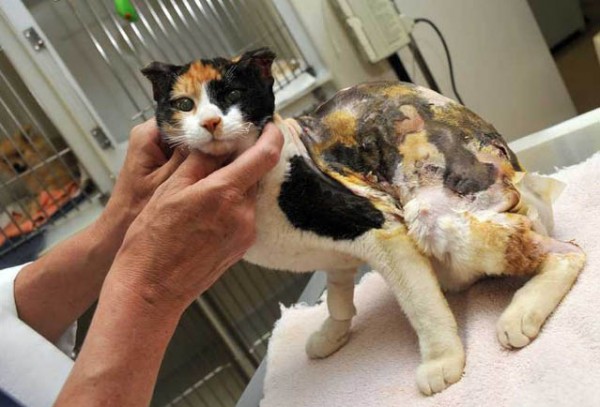 У кошки ожог языка что делать