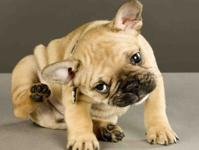 Лечение отитов бактериальной и грибковой этиологии у собак