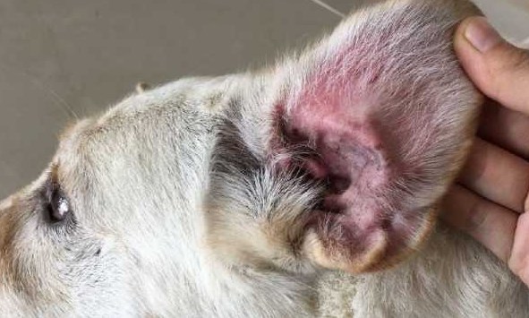 У собаки болит ушко У собаки болит ушко