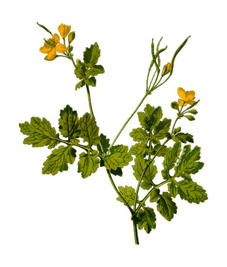 На ноге появилось белое пятно похожее на ожог