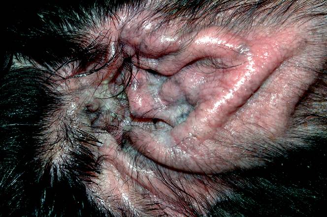 Как вылечить отит собака ушной клещ