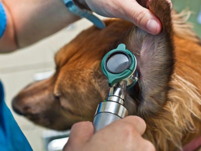 Отит у собак симптомы Отит у собак симптомы