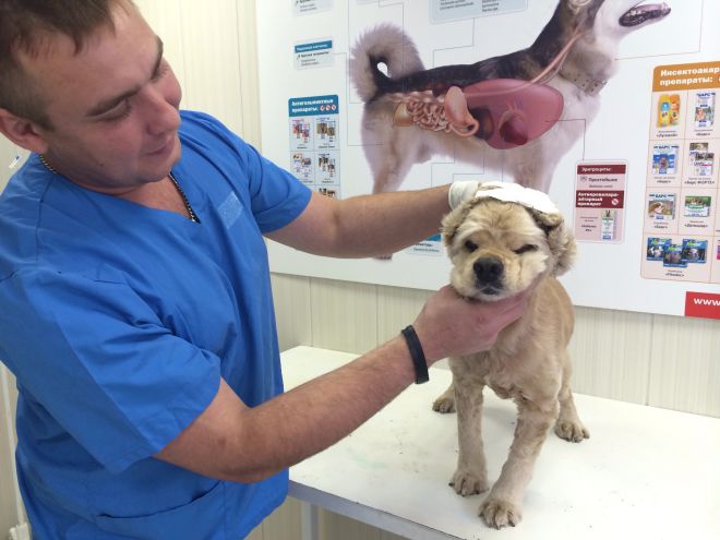 Веррукозный отит у собак Веррукозный отит у собак