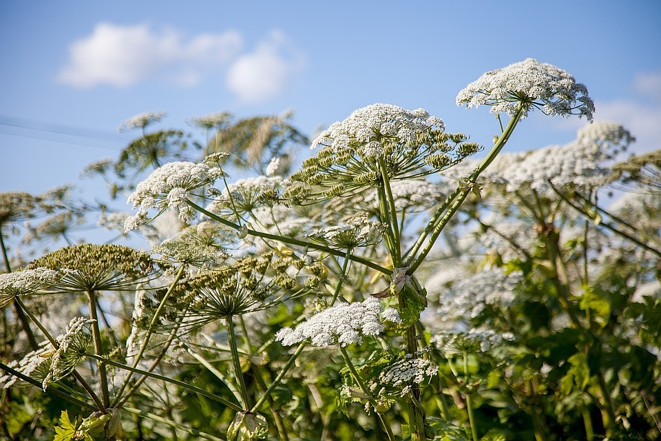 Мазь спасатель от ожога борщевиком