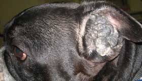 Как вылечить отит собака ушной клещ