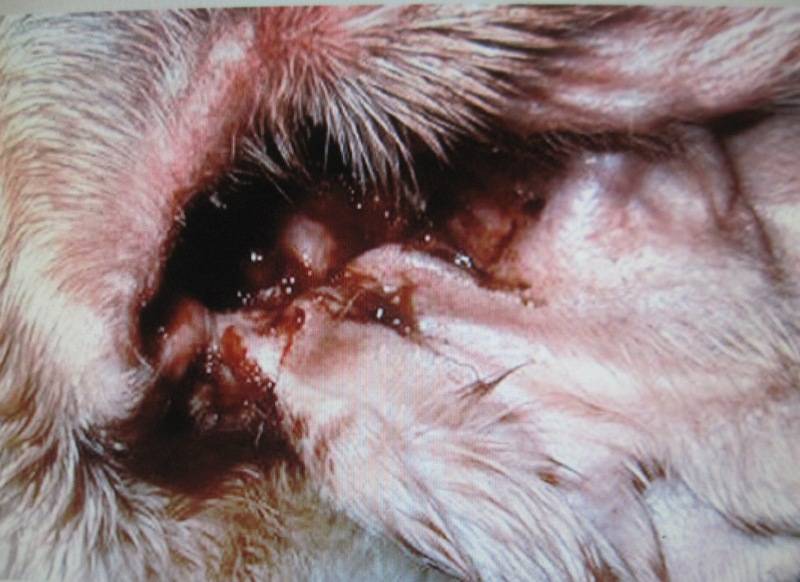 Как вылечить отит собака ушной клещ