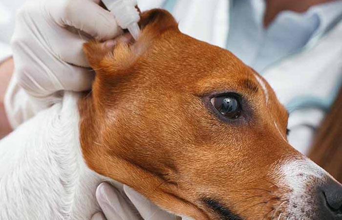 собаке капают в ухо капли собаке капают в ухо капли