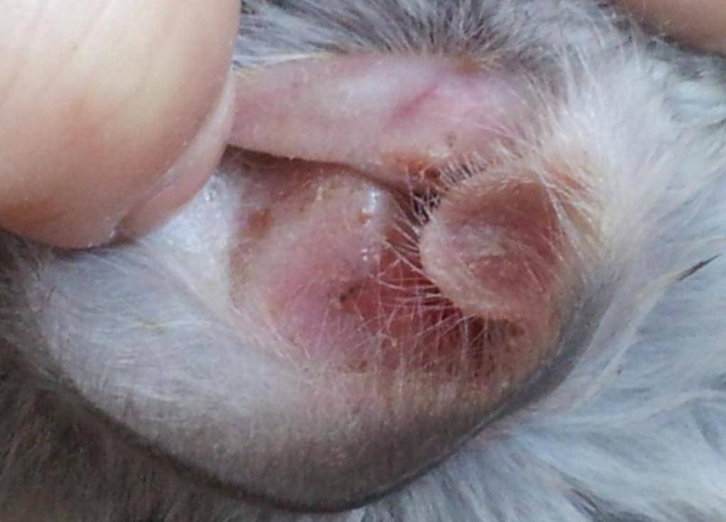 Отит у кота сам пройдет