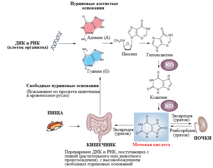 Образование мочевой кислоты Образование мочевой кислоты