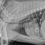 Пневмония у собак