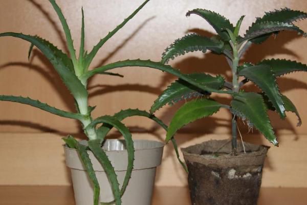 Пролежни: лечение и обработка в домашних условиях