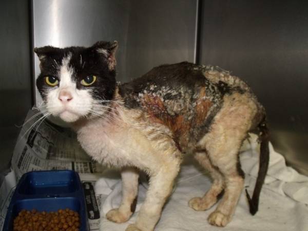 У кошки ожог языка что делать