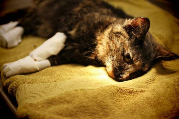 У кошки ожог языка что делать