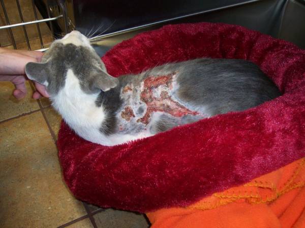 У кошки ожог языка что делать