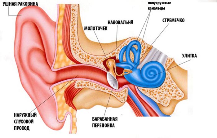 строение уха строение уха