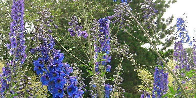 опасные растения